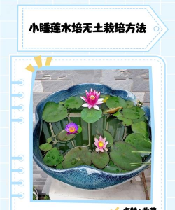 家里阳光不足怎么养花，选对植物种类，掌握养护技巧