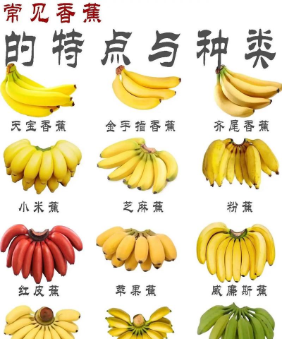 家里阳光不足怎么养花，选对植物种类，掌握养护技巧