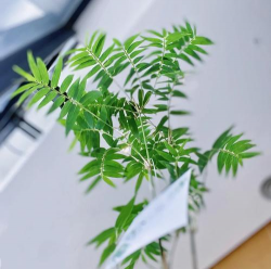 家里阳光不足怎么养花，选对植物种类，掌握养护技巧