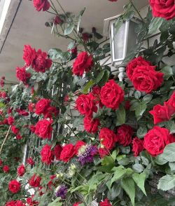 小众送妈妈的花有哪些花