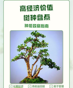 经济价值高的树种有哪些