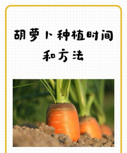 家里阳光不足怎么养花，选对植物种类，掌握养护技巧