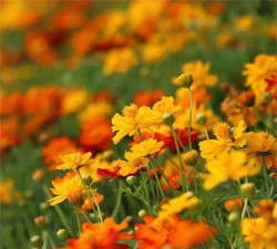 家里阳光不足怎么养花，选对植物种类，掌握养护技巧