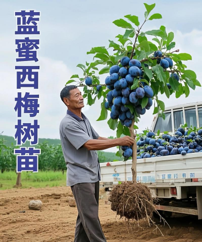 家里阳光不足怎么养花，选对植物种类，掌握养护技巧