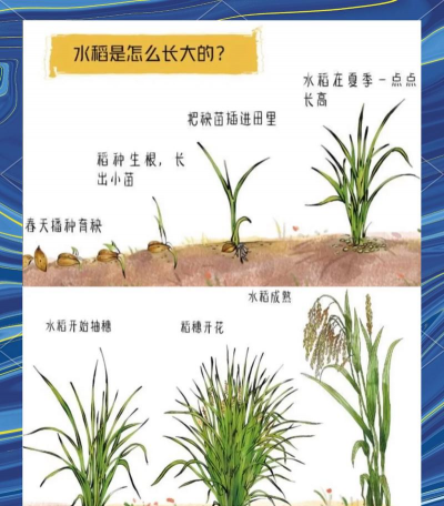 家里阳光不足怎么养花，选对植物种类，掌握养护技巧