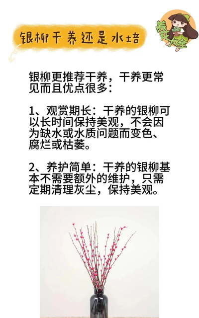 家里阳光不足怎么养花，选对植物种类，掌握养护技巧