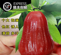 家里阳光不足怎么养花，选对植物种类，掌握养护技巧