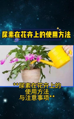 家里阳光不足怎么养花，选对植物种类，掌握养护技巧