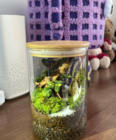 家里阳光不足怎么养花，选对植物种类，掌握养护技巧