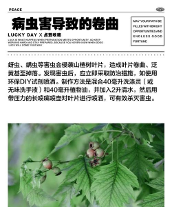 家里阳光不足怎么养花，选对植物种类，掌握养护技巧