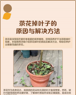 家里阳光不足怎么养花，选对植物种类，掌握养护技巧