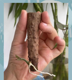 家里阳光不足怎么养花，选对植物种类，掌握养护技巧