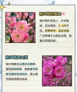 家里阳光不足怎么养花，选对植物种类，掌握养护技巧