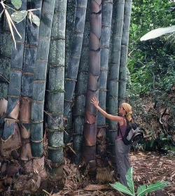 家里阳光不足怎么养花，选对植物种类，掌握养护技巧