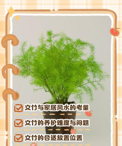 家里阳光不足怎么养花，选对植物种类，掌握养护技巧