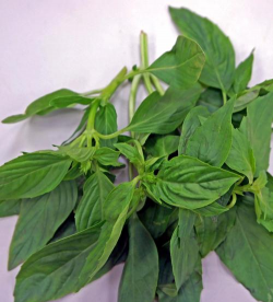 家里阳光不足怎么养花，选对植物种类，掌握养护技巧