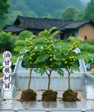 家里阳光不足怎么养花，选对植物种类，掌握养护技巧