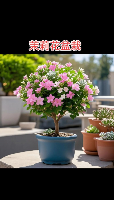 家里阳光不足怎么养花，选对植物种类，掌握养护技巧