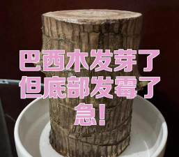 家里阳光不足怎么养花，选对植物种类，掌握养护技巧