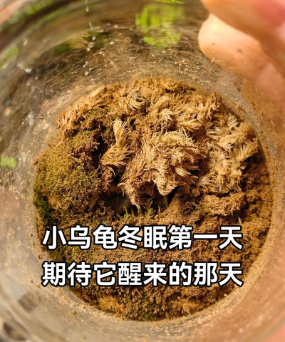家里阳光不足怎么养花，选对植物种类，掌握养护技巧