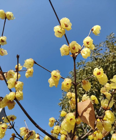 家里阳光不足怎么养花，选对植物种类，掌握养护技巧