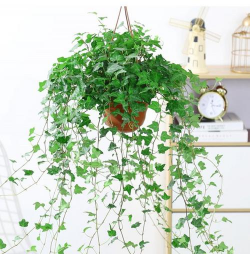 家里阳光不足怎么养花，选对植物种类，掌握养护技巧