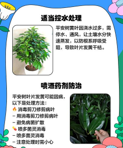 家里阳光不足怎么养花，选对植物种类，掌握养护技巧