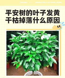 家里阳光不足怎么养花，选对植物种类，掌握养护技巧