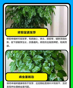 家里阳光不足怎么养花，选对植物种类，掌握养护技巧