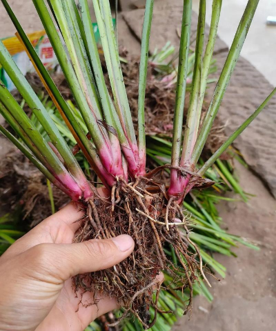 家里阳光不足怎么养花，选对植物种类，掌握养护技巧