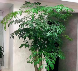 家里阳光不足怎么养花，选对植物种类，掌握养护技巧