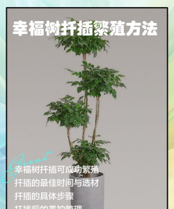 家里阳光不足怎么养花，选对植物种类，掌握养护技巧