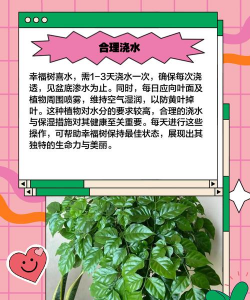 家里阳光不足怎么养花，选对植物种类，掌握养护技巧