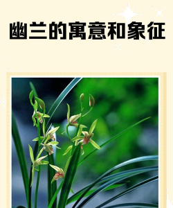 家里阳光不足怎么养花，选对植物种类，掌握养护技巧