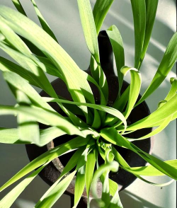 家里阳光不足怎么养花，选对植物种类，掌握养护技巧