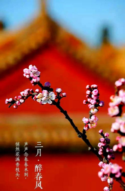 家里阳光不足怎么养花，选对植物种类，掌握养护技巧