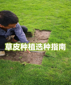 家里阳光不足怎么养花，选对植物种类，掌握养护技巧