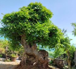 家里阳光不足怎么养花，选对植物种类，掌握养护技巧
