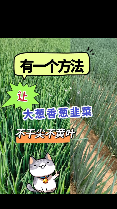 家里阳光不足怎么养花，选对植物种类，掌握养护技巧