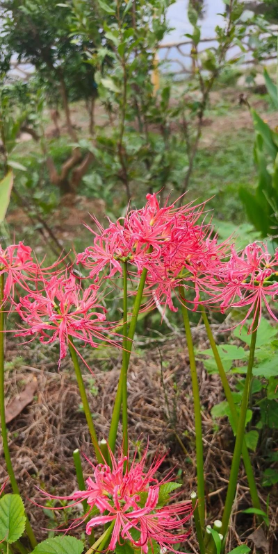 家里阳光不足怎么养花，选对植物种类，掌握养护技巧