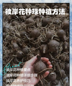 家里阳光不足怎么养花，选对植物种类，掌握养护技巧