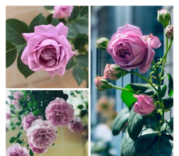 家里阳光不足怎么养花，选对植物种类，掌握养护技巧