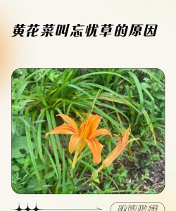 家里阳光不足怎么养花，选对植物种类，掌握养护技巧