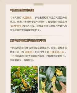 家里阳光不足怎么养花，选对植物种类，掌握养护技巧