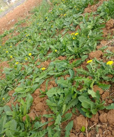 家里阳光不足怎么养花，选对植物种类，掌握养护技巧