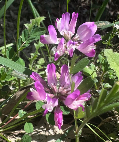 家里阳光不足怎么养花，选对植物种类，掌握养护技巧