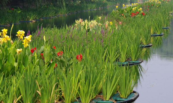 家里阳光不足怎么养花，选对植物种类，掌握养护技巧