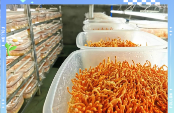 家里阳光不足怎么养花，选对植物种类，掌握养护技巧