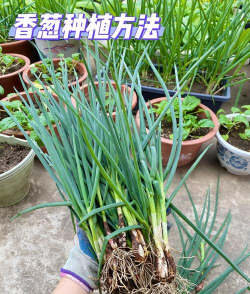 家里阳光不足怎么养花，选对植物种类，掌握养护技巧