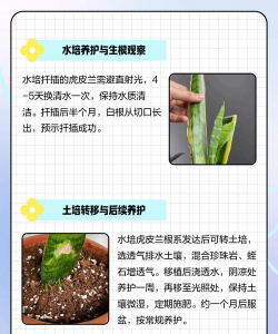 扦插虎皮兰快速生根法 扦插虎皮兰快速生根法